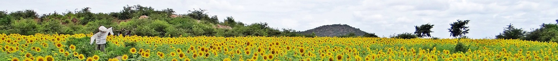 Sunflower Field